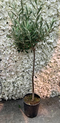 One metre tall potted olive tree