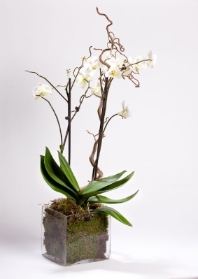 Phalaenopsis plant in a clear glass cube vase planted with moss and willow