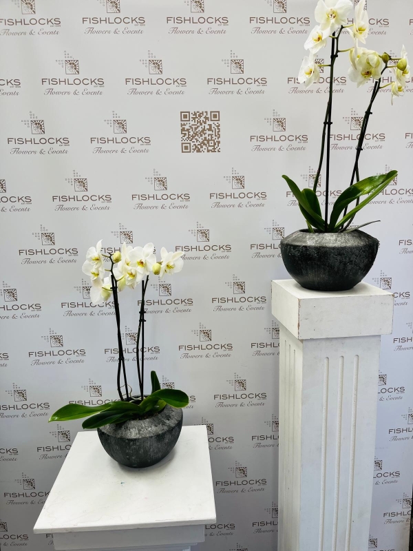 Phalaenopsis plant in a clear glass cube vase planted with moss and willow