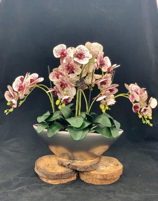 Silk Phalaenopsis in Ark bowl Harlequin