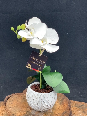 Silk mini Phalaenopsis