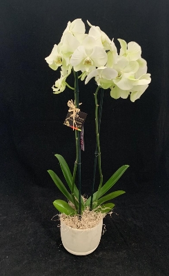 Fishlocks Phalaenopsis plant Special promotion