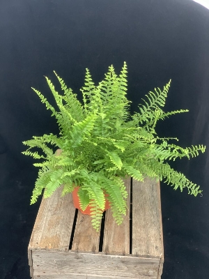 Fern Plant