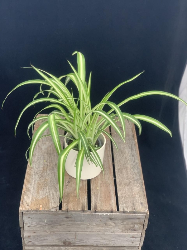 Spider plant