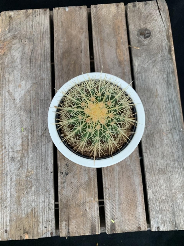 Cactus in ceramic pot