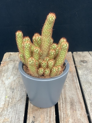 Cactus in grey ceramic pot