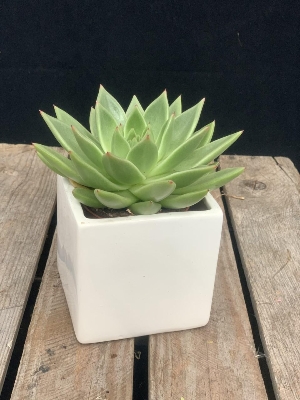 Succulent in square pot