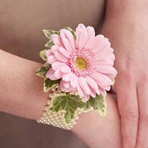 Light pink germini flower surrounded by a collar of Ivy leaves