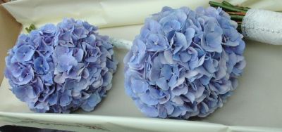 Bridesmaid HT Hydrangea