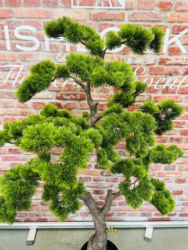Bonsai Tree