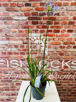 Fishlocks Agapanthus