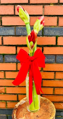 Fishlocks Amaryllis Vase