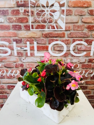 Fishlocks Begonia