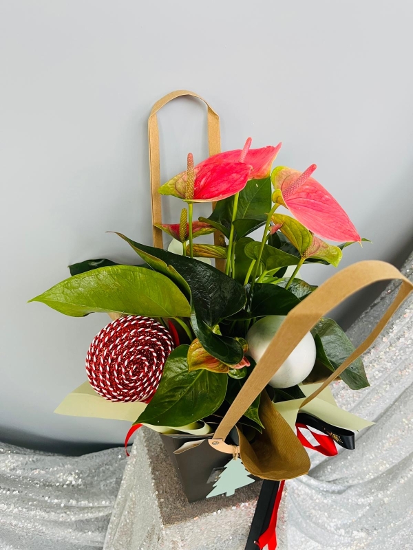 Fishlocks Christmas Athurium