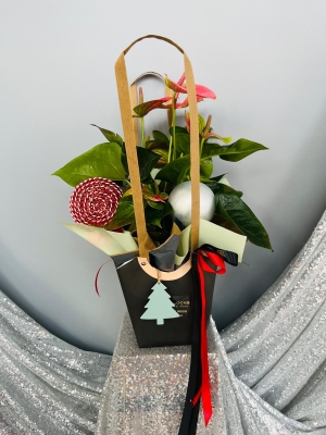 Fishlocks Christmas Athurium