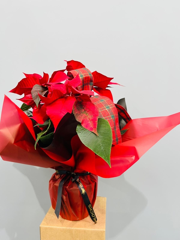 Fishlocks Christmas Poinsettia