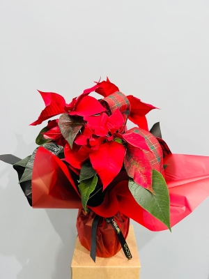 Fishlocks Christmas Poinsettia