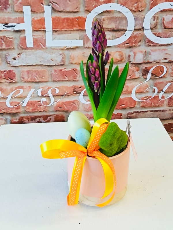 Fishlocks Easter Hyacinth Pink