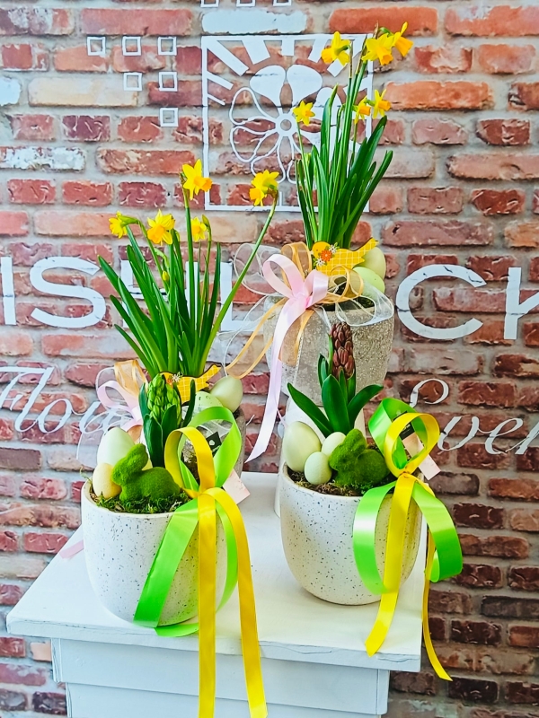 Fishlocks Easter Narcissus