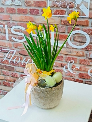 Fishlocks Easter Narcissus