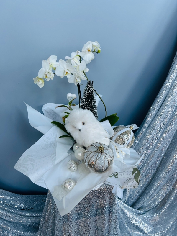 Fishlocks Frosty Phalaenopsis