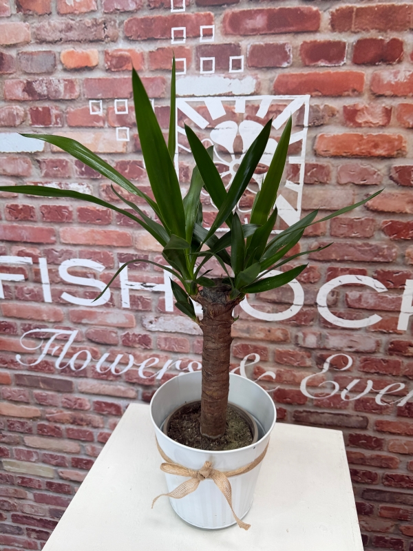 Fishlocks Potted Yucca