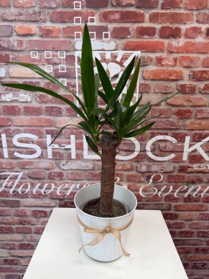 Fishlocks Potted Yucca