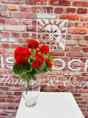 Geranium Spray Red