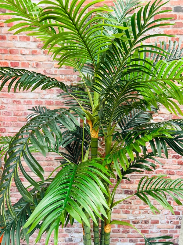 Kentia Palm 180cm