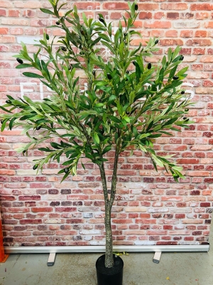 Olive Tree