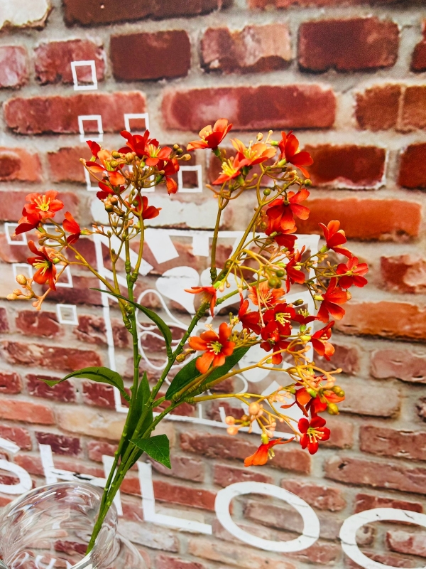 Orange Budding Hydrangea