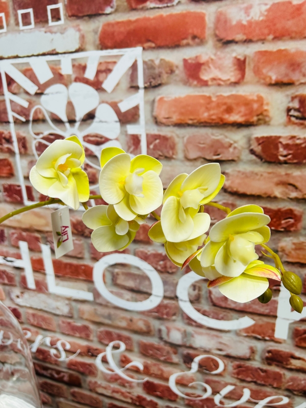 Phalaenopsis Orchid Stem Lemon Small