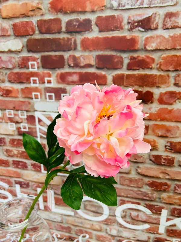 Pink Peony