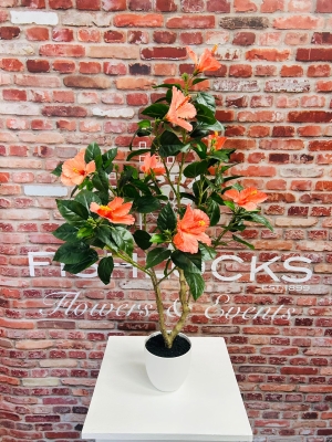 Potted Hibiscus Tree
