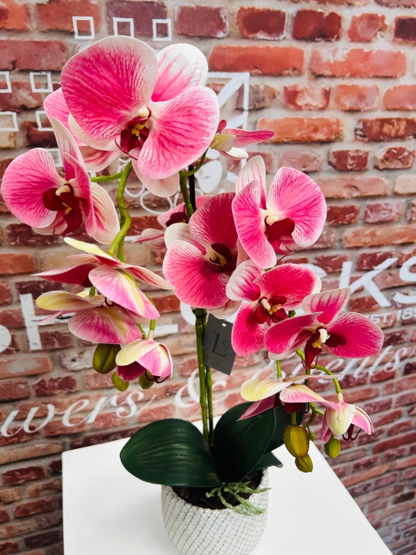 Potted Phalaenopsis Medium