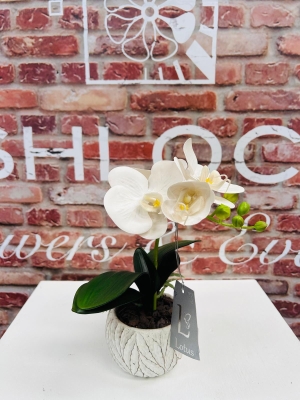 Potted Phalaenopsis Small