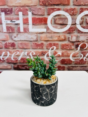Potted succulent 4