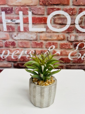 Potted Suculent 1