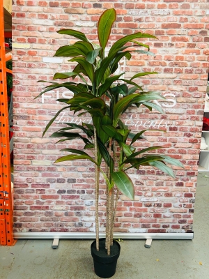 Red Iron Leaf Tree