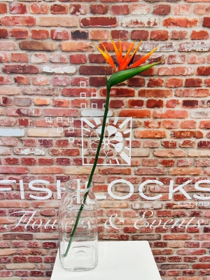 Strelitzia