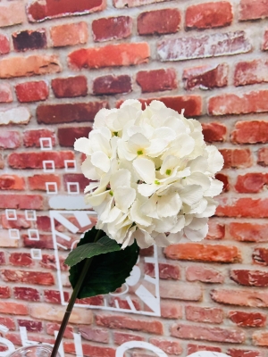 White Hydrangea Lagrge
