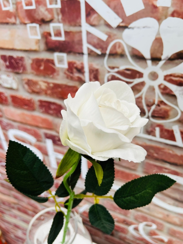 White Rose