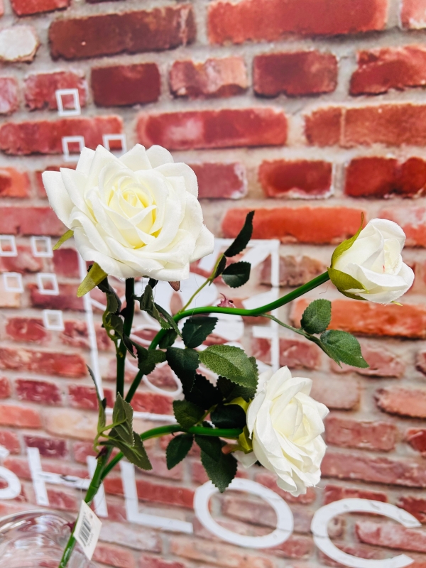 White Spray Rose