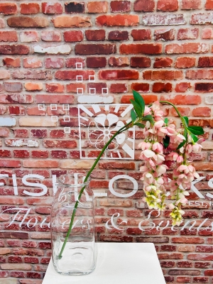 Wisteria Pink