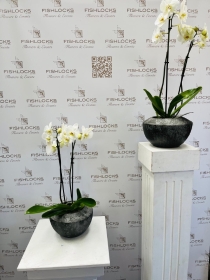 Phalaenopsis plant in a clear glass cube vase planted with moss and willow