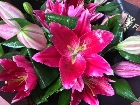 Fishlocks Bouquet All Lily