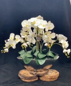 Silk Phalaenopsis in Ark bowl   White