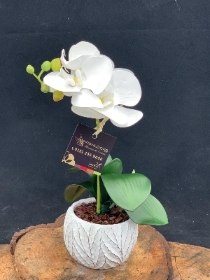 Silk mini Phalaenopsis