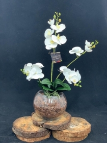 Silk Phalaenopsis in Fishbowl   White