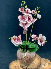 Silk Phalaenopsis in Fishbowl   Harlequin